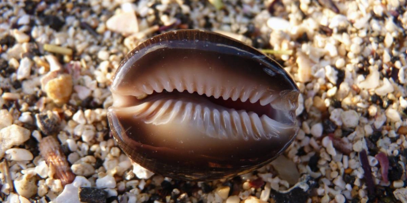 Búzios Negros de PomboGiras (Somente Buzios)